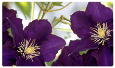 DNSEMP-C-024 Purple Cylmaties